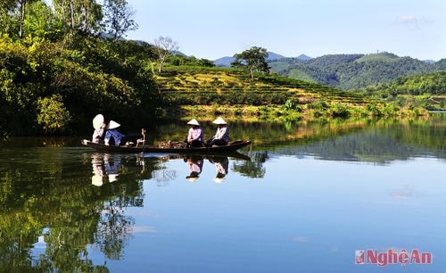 Đồi chè Thanh Chương. Ảnh: Lê Quang Dũng