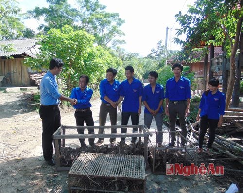  Tặng giống vịt trời thương phẩm cho đoàn viên tiêu biểu