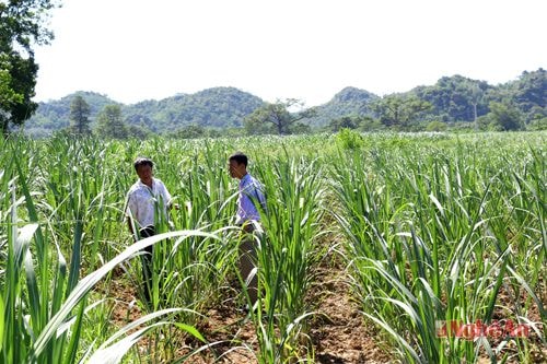 Mía giống mới cho năng suất cao trên 4 ha đất nhiễm quặng đã được cải tạo  ở xã Châu Quang (Quỳ Hợp).