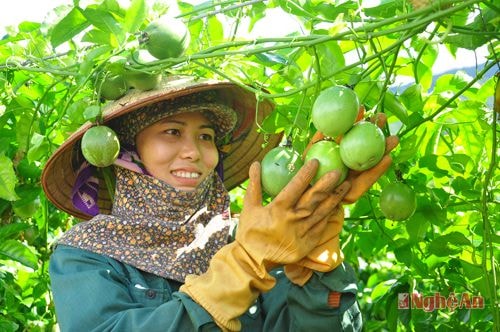 Được mùa chanh leo (Tri Lễ, Quế Phong). Ảnh: Trần Hải