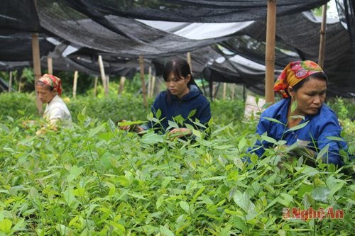 Chuẩn bị giống cao su cho vụ thu 2015.