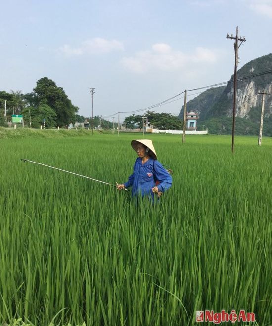 Nông dân Anh Sơn phun thuốc trừ sâu cho lúa hè thu  