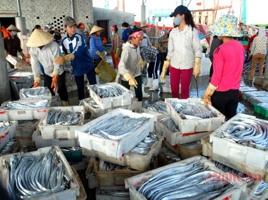 Được mùa cá ở xã An Hòa (Quỳnh Lưu). Ảnh: Trần Tố