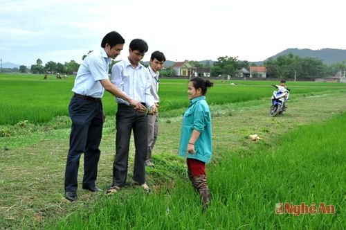 Lãnh đạo huyện Yên Thành kiểm tra công tác chăm sóc lúa hè thu.  Ảnh: Hữu Nghĩa
