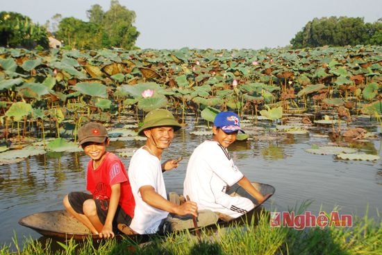 Người dân chèo xuồng đi hái gương sen. Xã giao cho người dân quản lý đầm sen vừa tạo vẻ đẹp vừa cho thu nhập từ cây sen