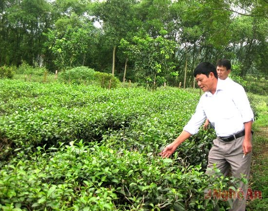 Kiểm tra vườn chè bị khô cháy do nắng hạn ở huyện Anh Sơn.
