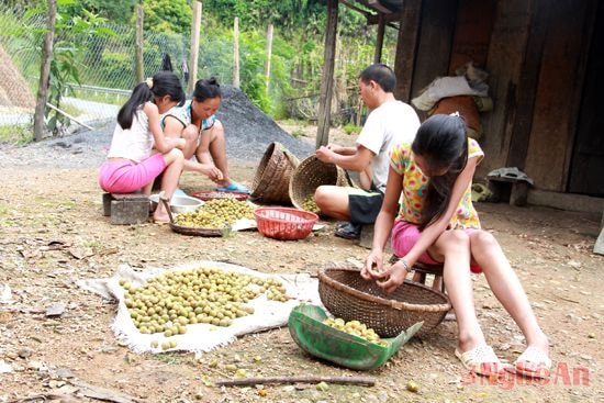 Một gia đình bóc bo bo (bản Huồi Khe - Huồi Tụ - Kỳ Sơn).