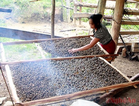 Bo bo được sấy dưới sàn nhà của đồng bào người Thái ở dốc Bù Chông Cha (Quế Phong) và được rải phơi trên đường.