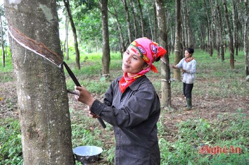 Thu hoạch  mủ cao su  ở Nông trường Tây Hiếu 2 -  Nghĩa Đàn. Ảnh: H.V