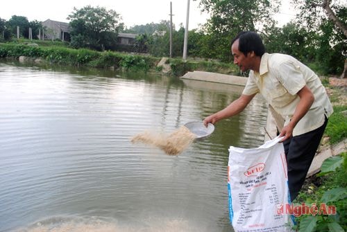 Ông Nguyễn Quốc Trung cho cá ăn.
