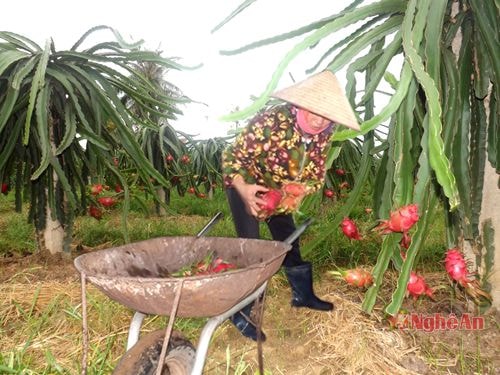 Thu hoạch thanh long ở vườn của chị Lê Thị Lạc.