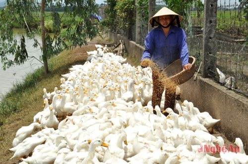 Mô hình trang trại ao cá kết hợp nuôi vịt đẻ của chị Hoàng Thị Biển ở xóm Quy Đức, xã Nam Cát (Nam Đàn).