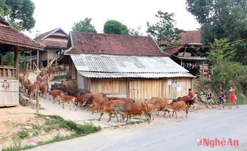 Các hộ dân ở bản Kèo Lực 3 lùa bò về bản.Ảnh: Hồ Phương