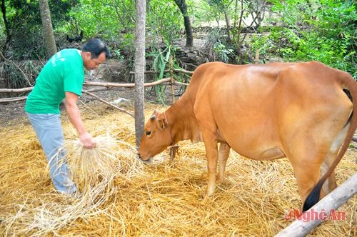 Gia đình ông Đinh Hữu Sơn, ở xóm 12, xã Nam Lĩnh (Nam Đàn) thoát nghèo nhờ được vay vốn chăn nuôi bò.