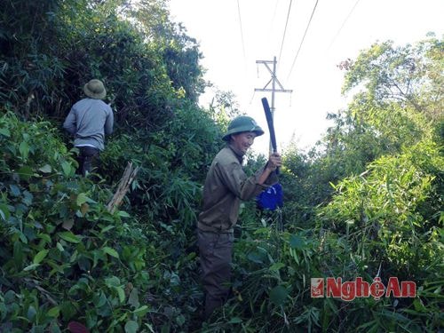  Các đoàn viên phát quang bụi rậm đảm bảo an toàn hành lang lưới điện