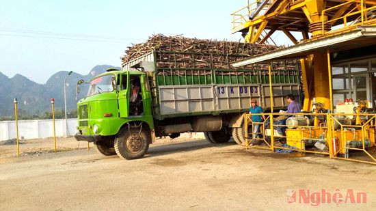 Nhập nguyên liệu mía vào sản xuất tại Công ty mía đường Sông Con