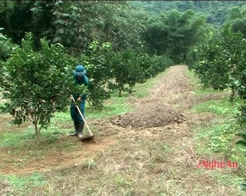 Anh Vi Văn Ba ở xã Yên Khê (Con Cuông) chăm sóc vườn cam.