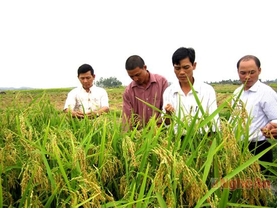 Khảo nghiệm giống lúa mới chất lượng cao tại xã Phúc Thành.
