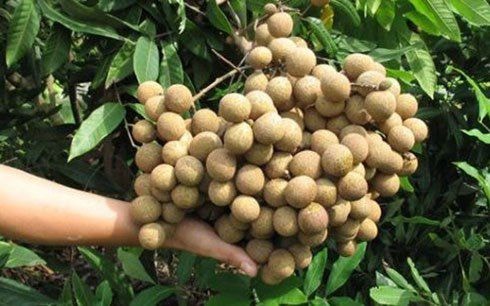 Lô nhãn Hưng Yên đầu tiên được xuất khẩu sang Mỹ.