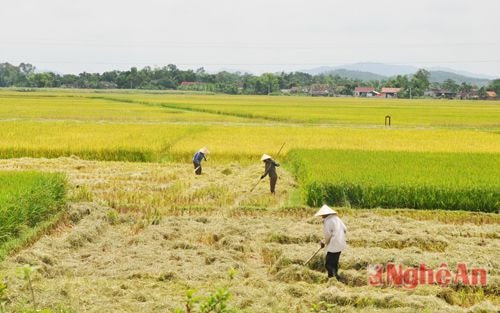 Nông dân tích cực ra đồng thu hoạch