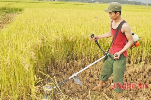 Anh Nguyễn Văn Hải ở Thanh Lâm thu hoạch lúa hè thu bằng máy.