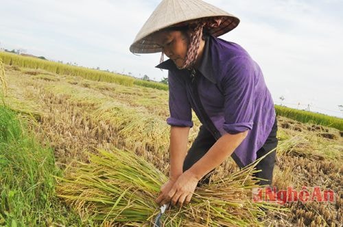 Chị Phan Thị Hoa ở Thanh Lâm làm 3 sào lúa, hiện đã thu hoạch được 2 sào.