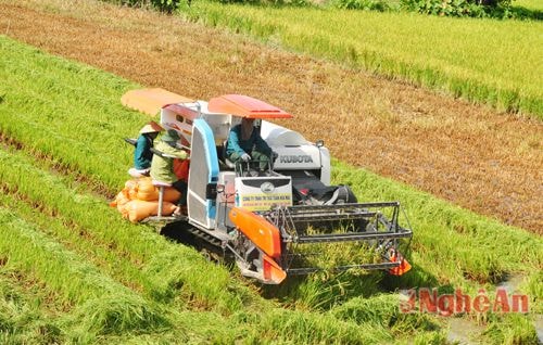 Nông dân Trường Yên, Võ Liệt thu hoạch lúa bằng máy