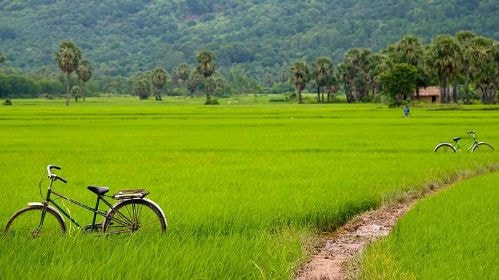 Làng Trà Quế mang một vẻ đẹp xanh mát, trong lành. 