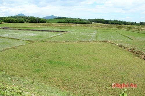 Diện tích ruộng bỏ hoang trong vụ hè thu  tại vùng Bích Hào (Thanh Chương).