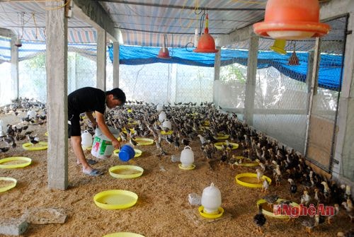 Nuôi gà sử dụng đệm lót sinh học ở xã Diễn Trung (Diễn Châu).