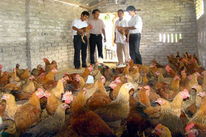 Chăn nuôi gà trong nước đang chịu cạnh tranh gay gắt của gà NK