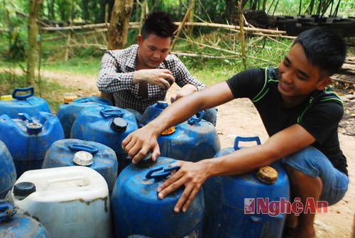  Bên cạnh bán lẻ, người nuôi ong lấy mật chủ yếu nhập cho Công ty ong ở Đắc Lắc. Mật ong được đựng trong những thùng nhựa kín, mối thùng nặng 50 kg.