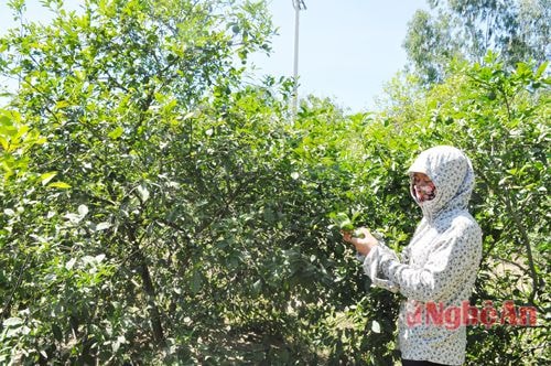 Về Hưng Yên Bắc, rất nhiều gia đình trồng chanh, vườn chanh nhà nào cũng quả sai, mọng nước.