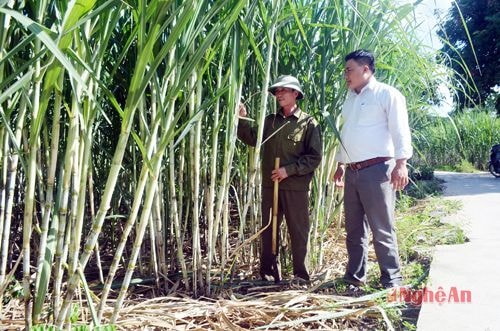 Ông Nguyễn Văn Tảo (trái), xóm Châu Quê, xã Châu Đinh, huyện Quỳ Hợp trao đổi về hiệu quả sản xuất cây mía với đời sống gia đình.Ảnh: thành duy