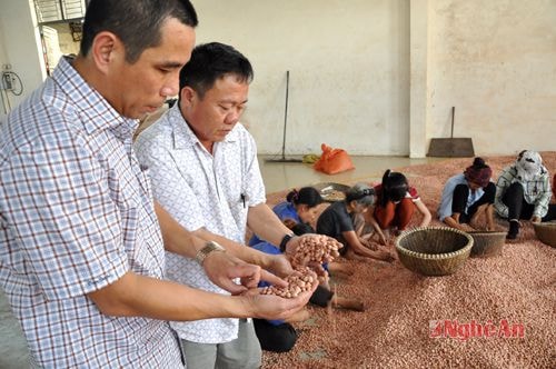 Chọn lựa lạc trước khi đóng gói.  Ảnh: Hữu Nghĩa