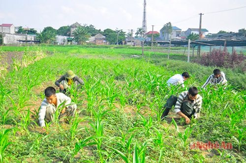 Phạm nhân Trại Tạm giam Nghi Kim (TP.Vinh) lao động cải tạo.