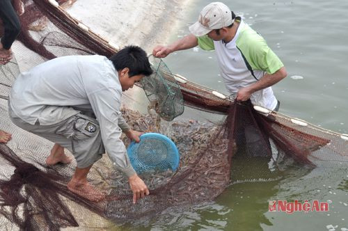 Người dân Quỳnh Thanh (Quỳnh Lưu) thu hoạch tôm.