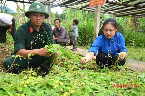 Trồng cây dược liệu tại Đoàn Kinh tế - Quốc phòng 4 (xã Na Ngoi, huyện Kỳ Sơn).Ảnh: N. Khoa