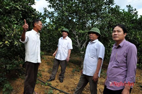 Lãnh đạo huyện Con Cuông trao đổi với vườn trồng cam ở xã Yên Khê.  Ảnh: Hữu Nghĩa