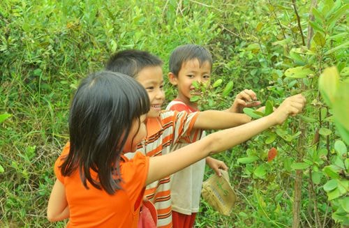 Hái sim (ảnh minh họa: Internet)