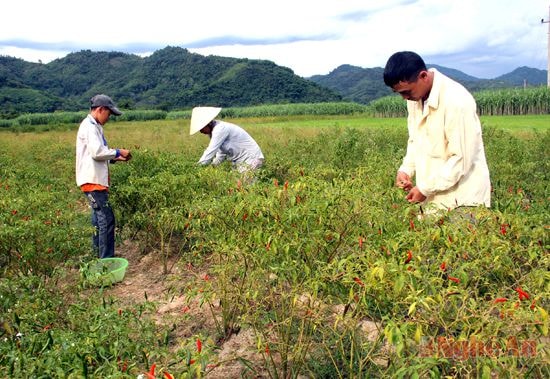 Người dân thôn 2-9 thu hoạch ớt.