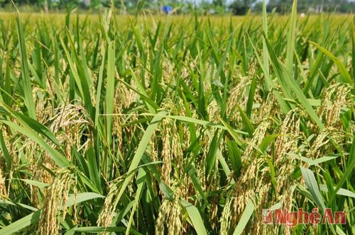 Những cánh đồng lúa vang ươm dưới sắc nắng tháng 8. Năm nay bà con Diễn Hoa chủ yếu gieo giống  lúa  nếp dòng 97, lúa 