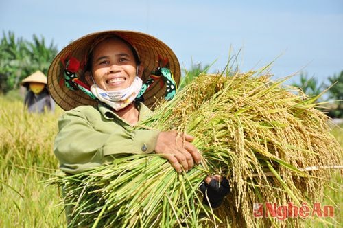  Chị Thái Thị Vân (xóm 7) cho biết: mùa này gia đình chị có 3 sào, ước chừng năng suất đạt 3 tạ/sào. Ngoài trồng lúa, chị còn trồng thêm 1 sào nếp dòng 97 - là giống nếp cho năng suất cao, dẻo, thơm ngon rất phù hợp với thị trường hiện nay.