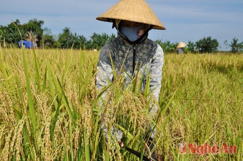 Em Nguyễn Thị Diệp (Đại học Y khoa Vinh) - Con gái đầu của  chị Vân tranh thủ ngày nghỉ về giúp mẹ gặt lúa.