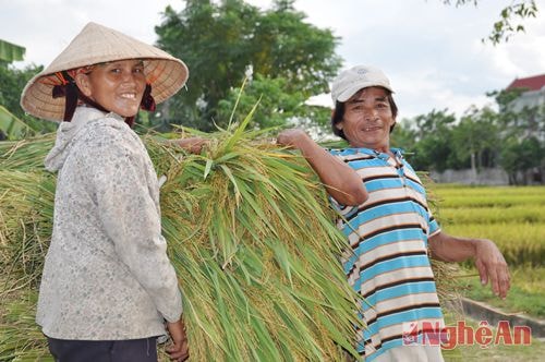 Chị Nguyễn Thị Tân (xóm 6) phấn khởi vì năm nay nhờ nắng kéo dài mà gia đình chị thu hoạch kịp thời. Hiện nay 4 sào lúa của chị đã thu hoạch được 1/2.