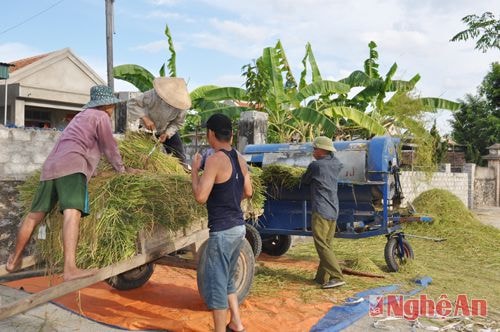  Những năm gần đây, để đáp ứng nhu cầu của bà con nông dân, Diễn Hoa đã có 3 tổ chuyên đi tuốt lúa thuê. Được biết mỗi sào lúa sau khi được tuốt sạch sẽ có giá 60 nghìn đồng. 