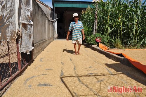  Rơm thì phơi ngoài đường, còn trong nhà, ngoài sân cũng một màu vàng của lúa. 