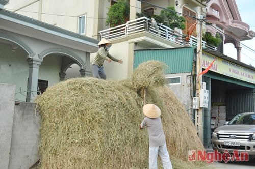 Những cây rơm như thế này không thể thiếu trong mỗi ngôi nhà của người nông dân.
