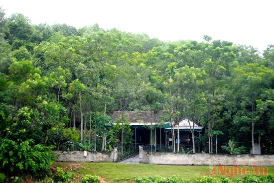 Vườn xoan hộ dân ở xã Bồi Sơn (Đô Lương).