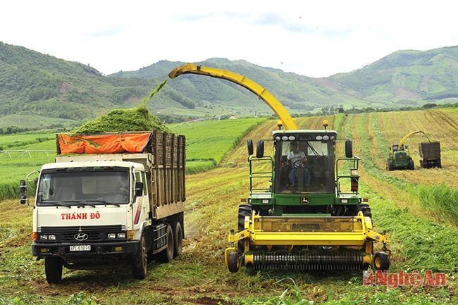 Thu hoạch cỏ của Công ty Cổ phần Sữa TH.